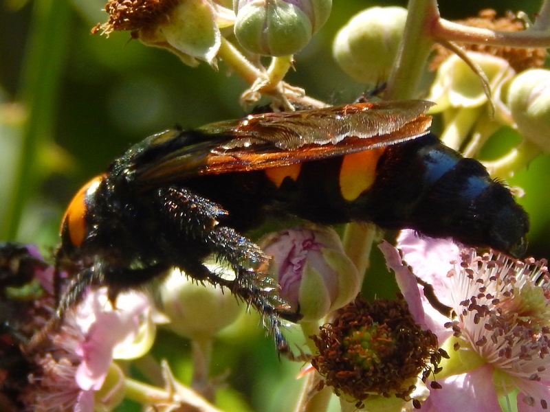 Scolia hirta, maschi (Scoliidae)